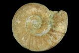Ammonite (Orthosphinctes) Fossil - Germany #125607-1